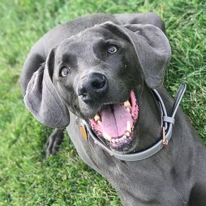 Meet your Posher, Marcy